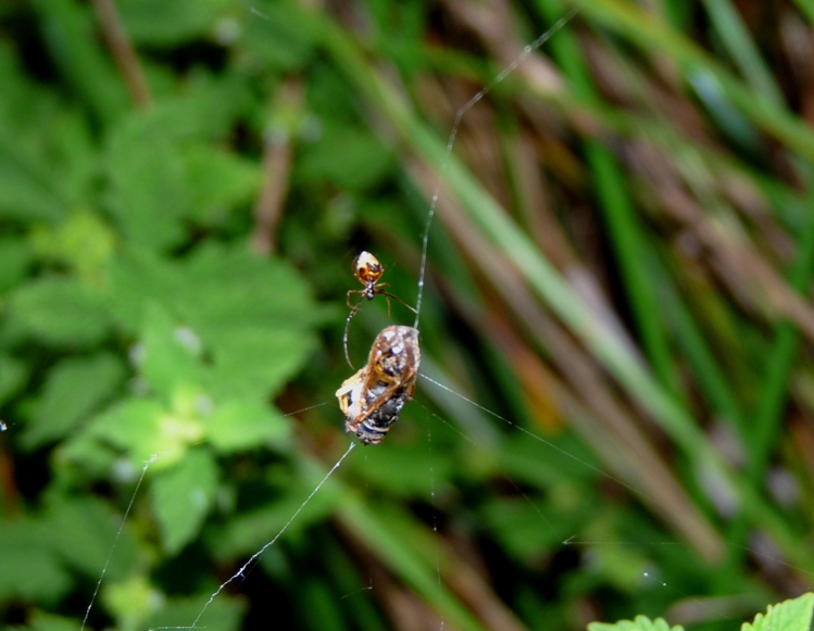 Gli astuti Argyrodes